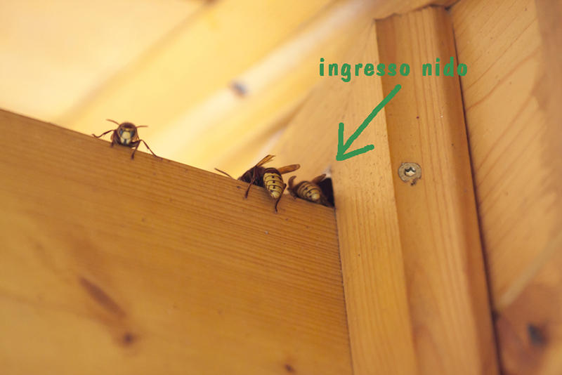 NIDO DI VESPE CRABRO INTERCAPEDINE MURO
