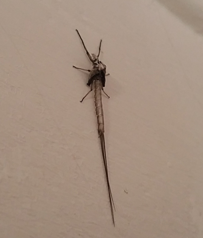 Exuvia di Ephemera danica di Valdagno (Vi)