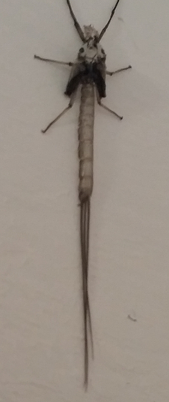 Exuvia di Ephemera danica di Valdagno (Vi)