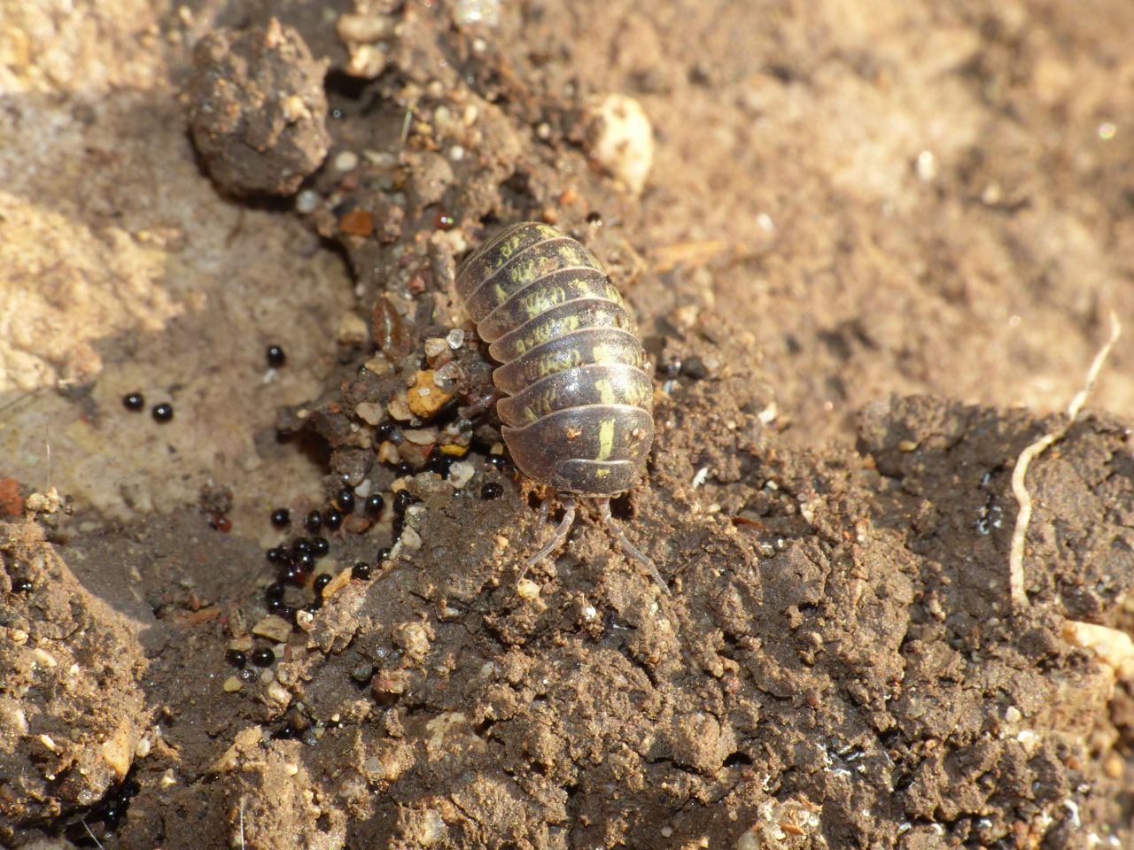 Armadillium vulgare