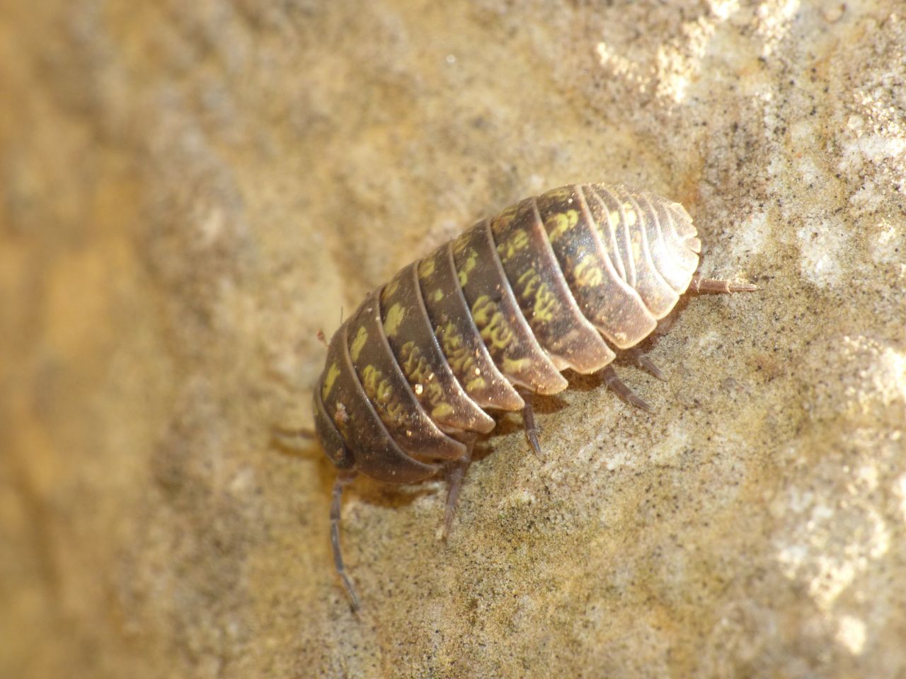 Armadillium vulgare