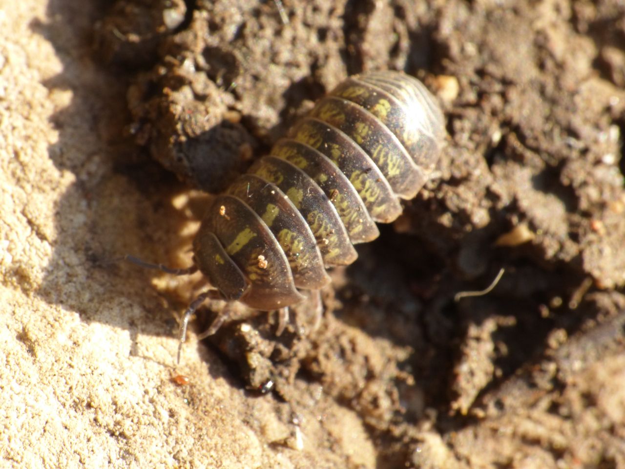Armadillium vulgare