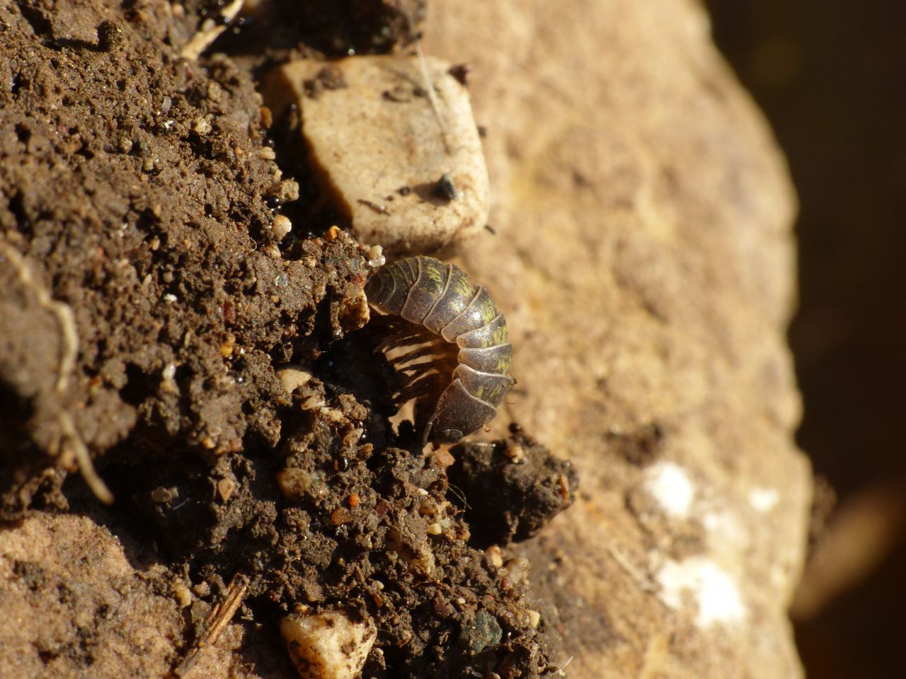 Armadillium vulgare
