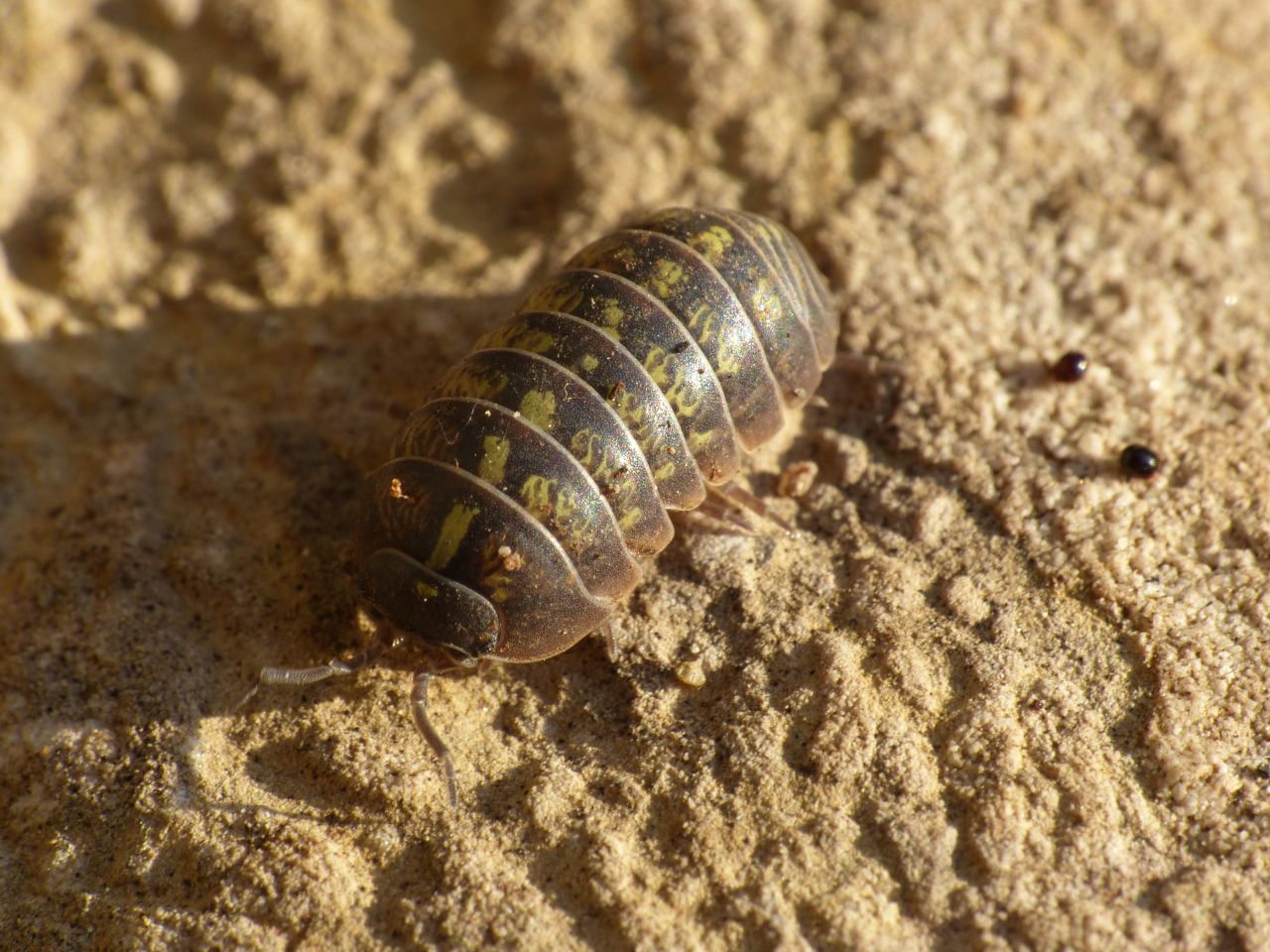 Armadillium vulgare