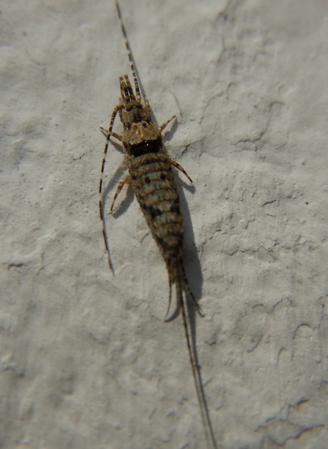 Microcoryphia:  Machilis sp. (Machilidae)