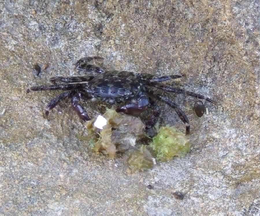 Granchio siculo 2 (Pachygrapsus marmoratus)