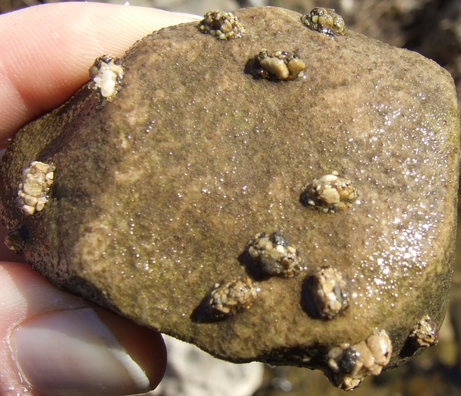 Astucci di tricottero Glossosomatidae