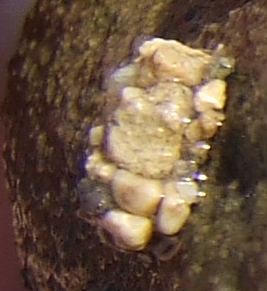 Astucci di tricottero Glossosomatidae