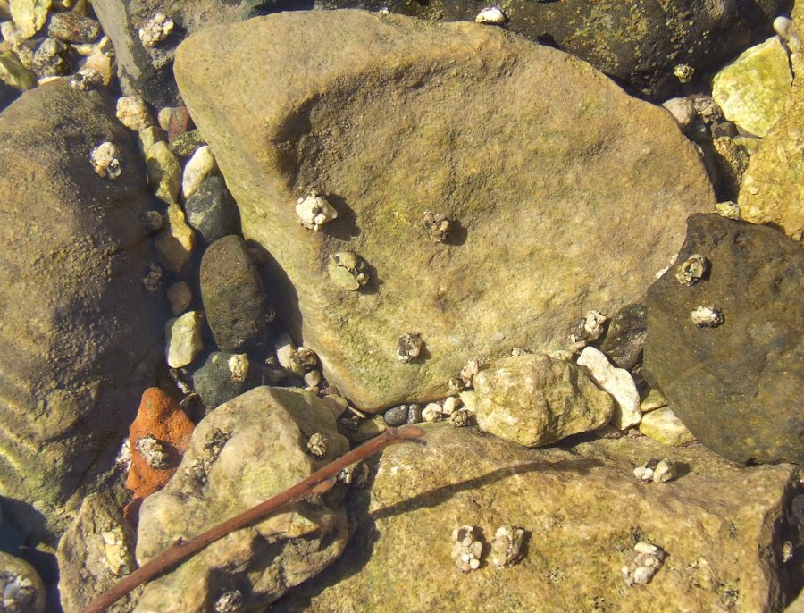 Astucci di tricottero Glossosomatidae