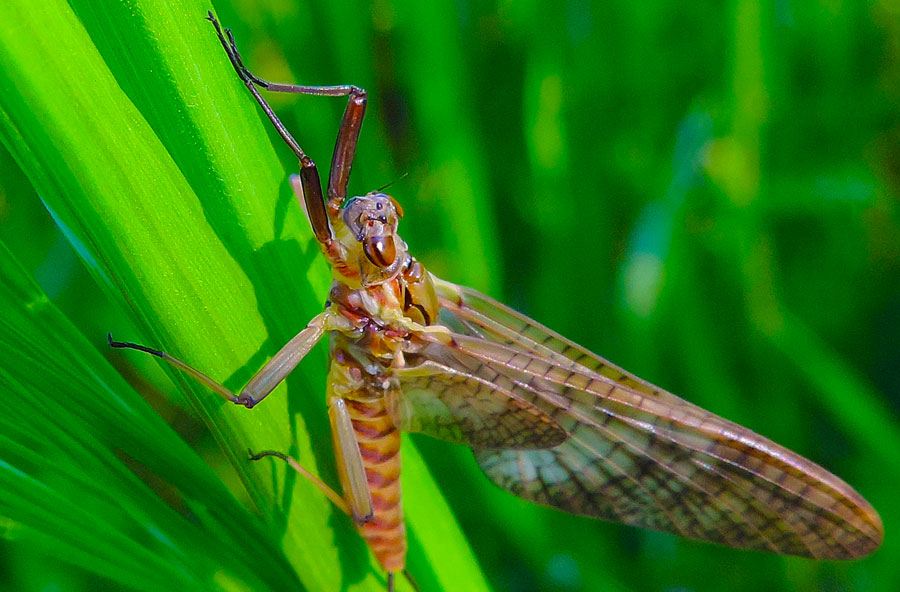Ecdyonurus venosus (Heptageniidae) di Novara (NO)