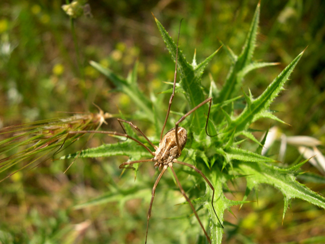 Metaphalangium sp. (Phalangiidae)