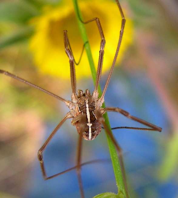 Metaphalangium sp. (Phalangiidae)