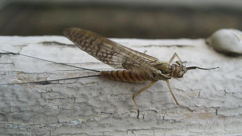 Ecdyonurus venosus  (Heptageniidae) di Crema (CR)