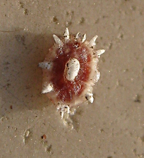 Ceroplastes sp. (Coccidae)