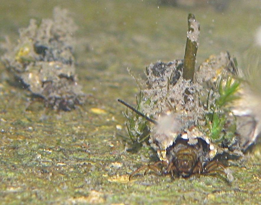 Astucci di tricottero Limnephilidae