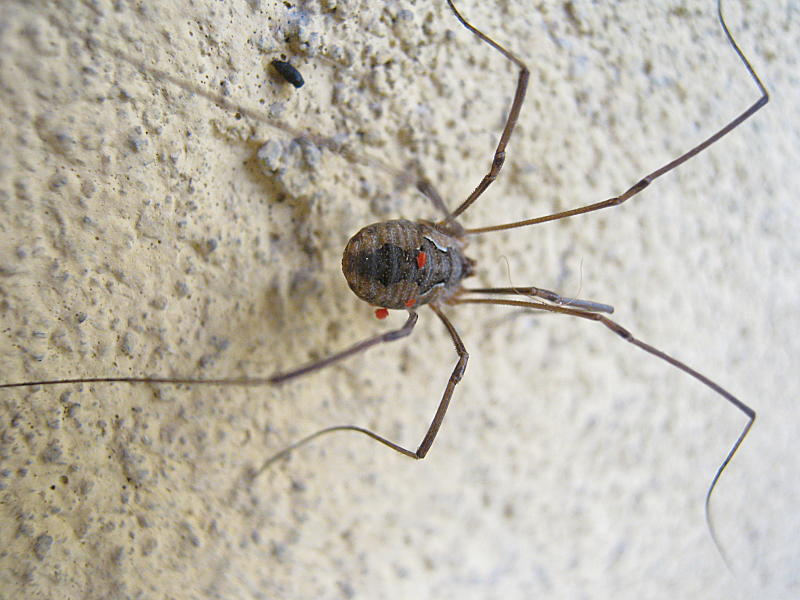 Phalangium opilio