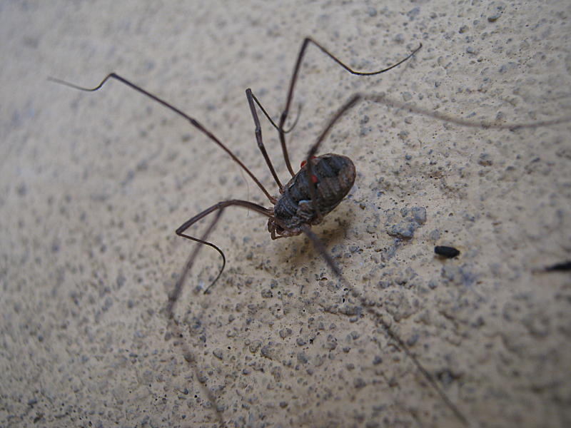 Phalangium opilio