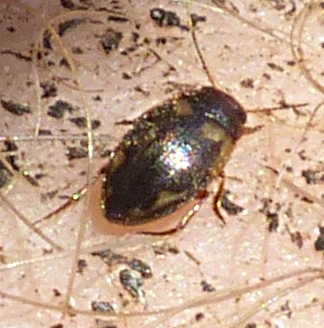 Agabus undulatus? No, Hydroporus palustris, Dytiscidae