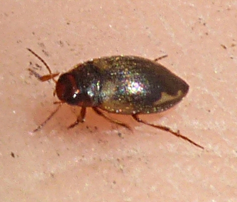 Agabus undulatus? No, Hydroporus palustris, Dytiscidae