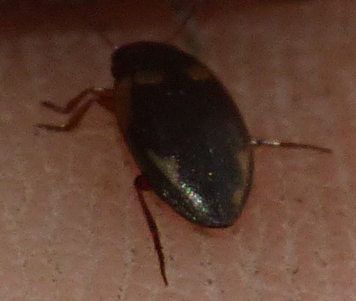 Agabus undulatus? No, Hydroporus palustris, Dytiscidae