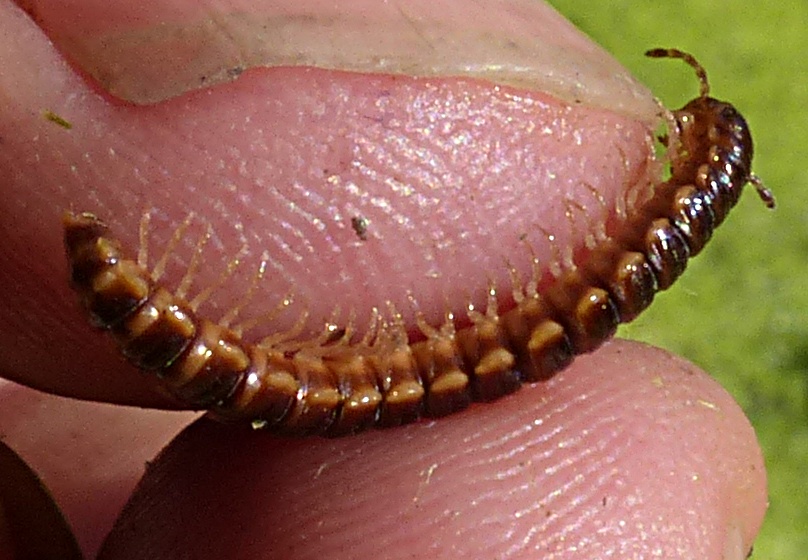 Diplopoda Polydesmida:  Oxidus gracilis