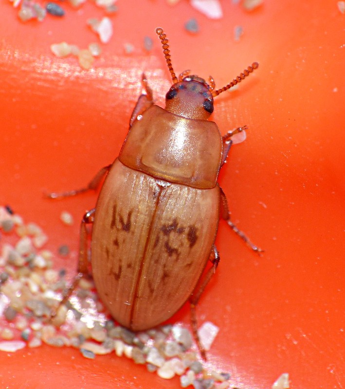 Tenebrionide psammofilo: Phaleria acuminata