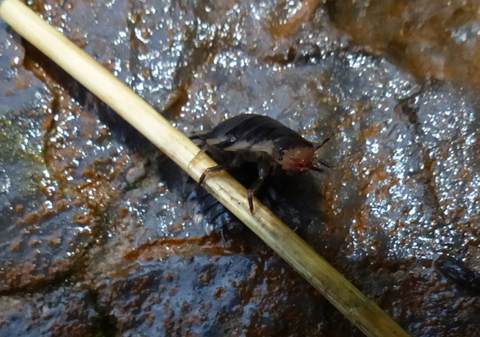 Isopode?   No, larva di coleottero Silphidae