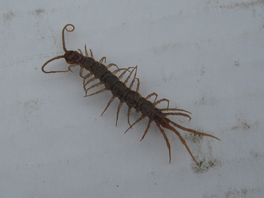 Lithobius sp.