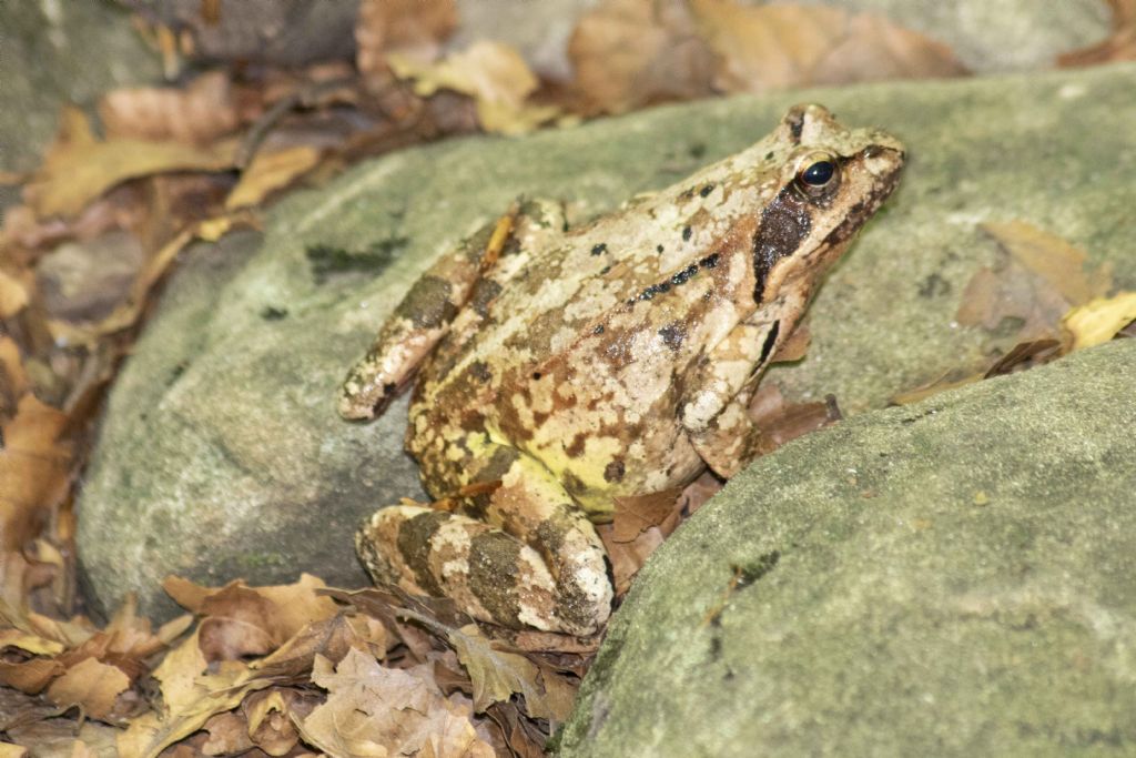 id rana - Rana temporaria