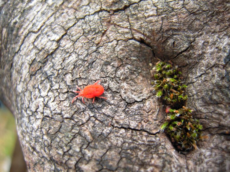 Trombididae e Timarcha parassitata da acari
