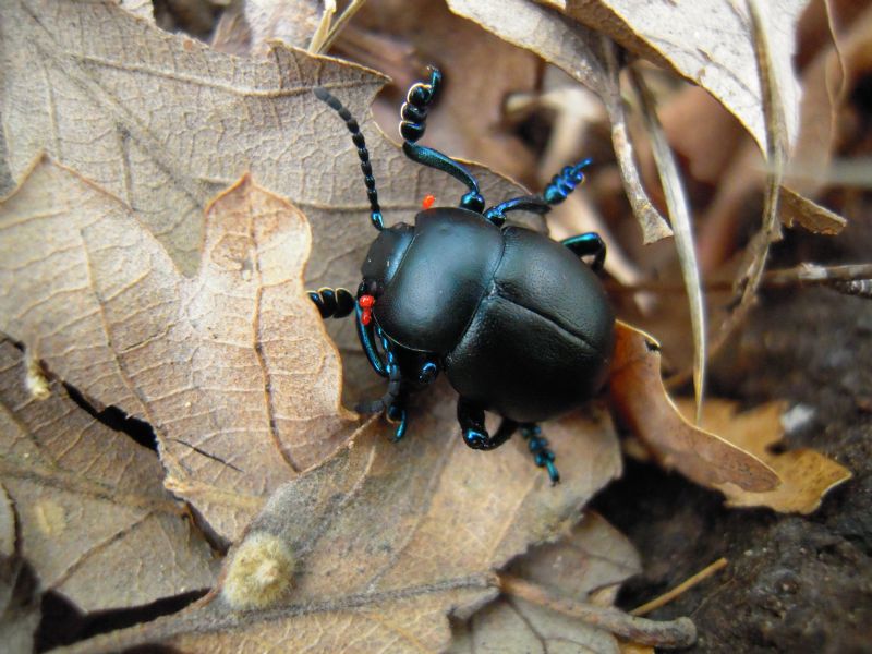 Trombididae e Timarcha parassitata da acari