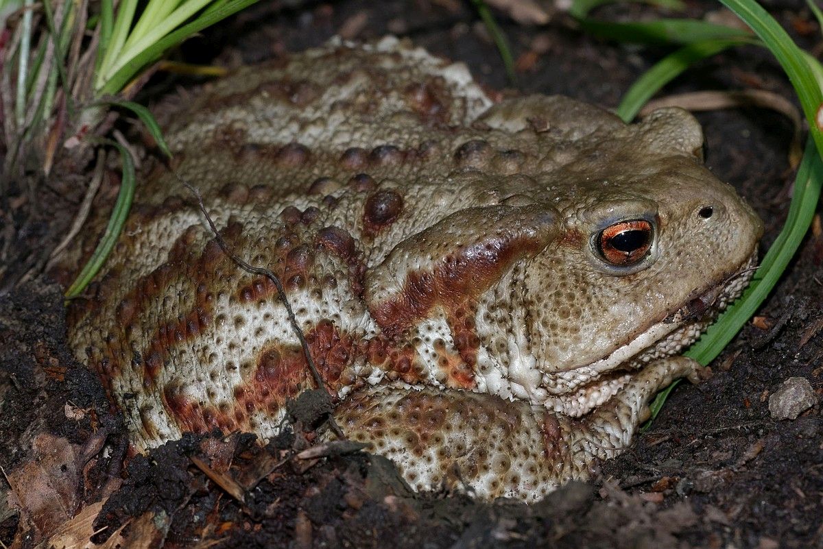 Identificazione rospo... Bufo bufo