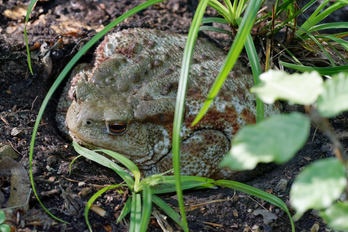 Identificazione rospo... Bufo bufo