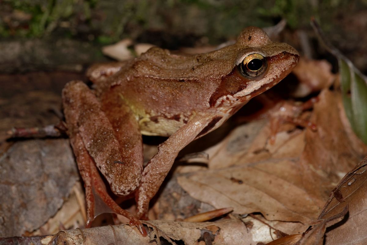 Identificazione rana... mimetica - Rana dalmatina