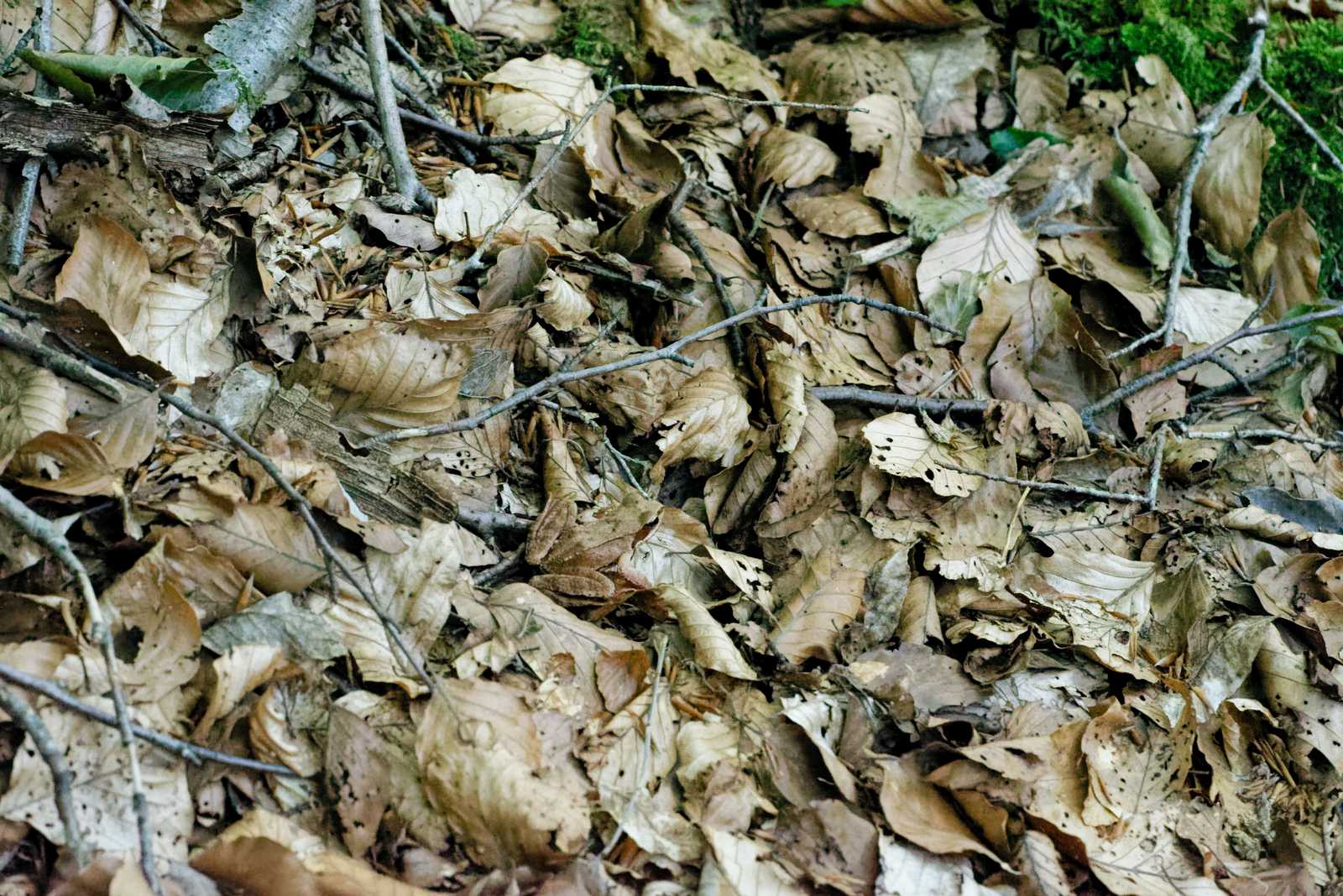 Identificazione rana... mimetica - Rana dalmatina