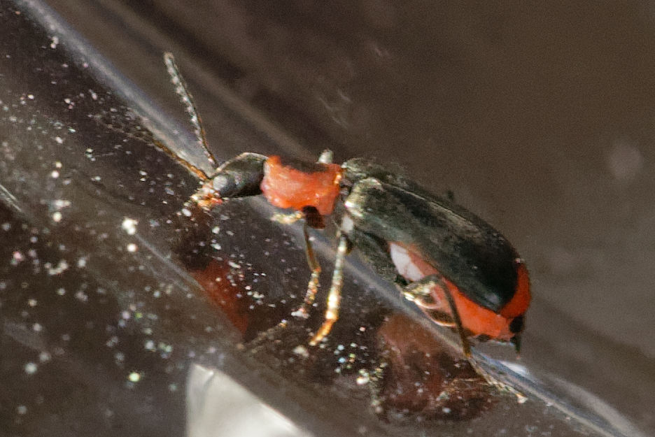 Malachiidae: Troglops albicans? No, Attalus minimus