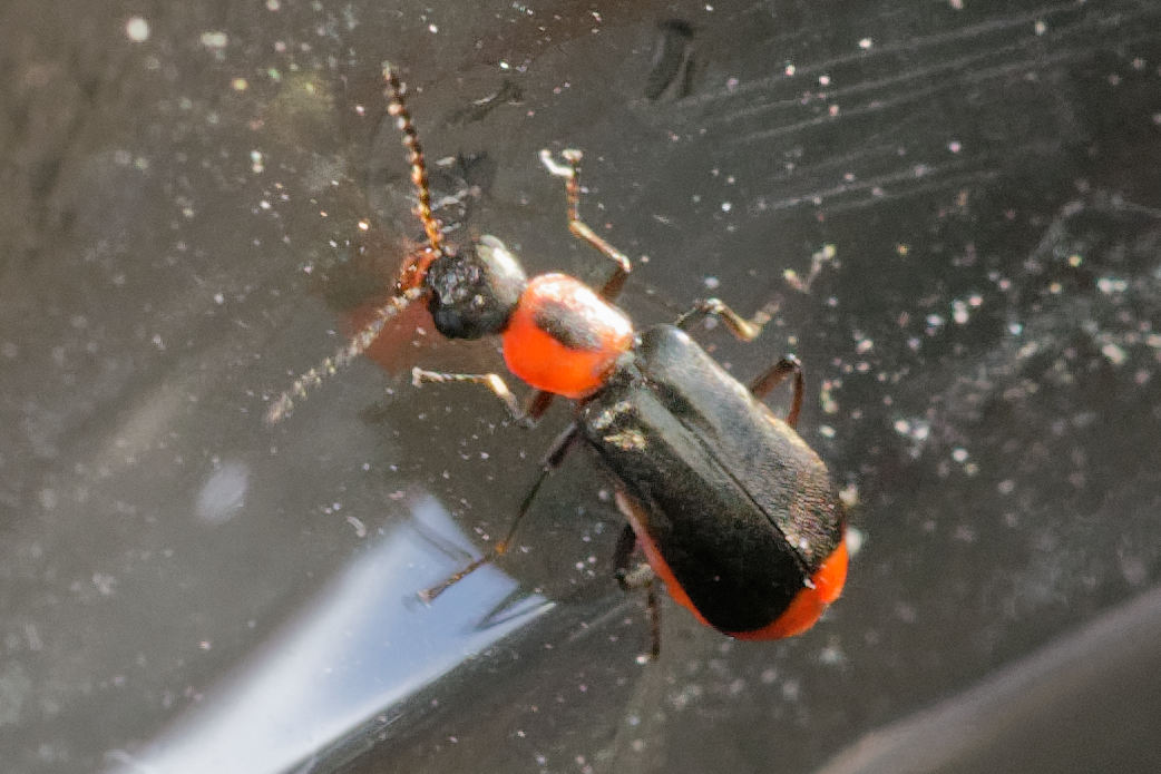 Malachiidae: Troglops albicans? No, Attalus minimus