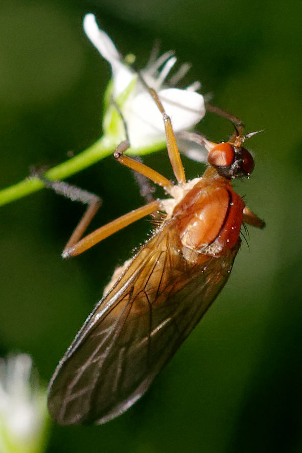 Empis?...Empis sp. (cfr.)