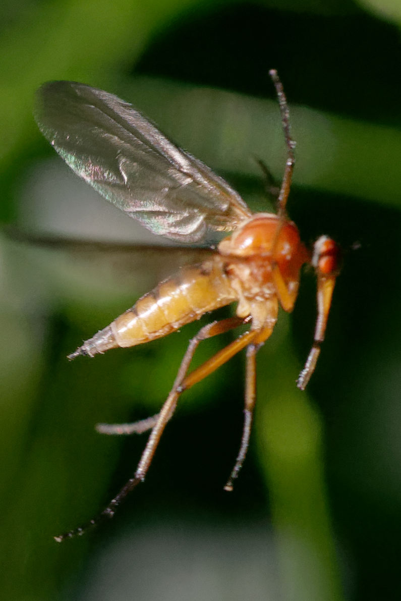 Empis?...Empis sp. (cfr.)