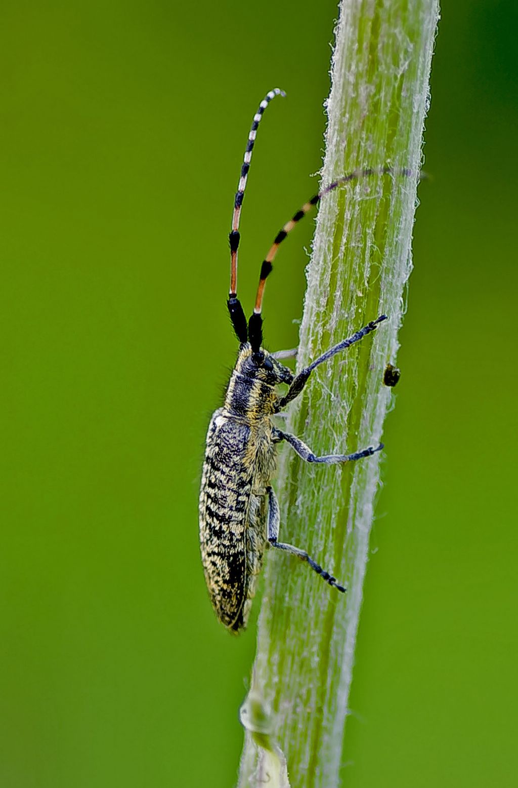 Agapanthia sicula malmerendii