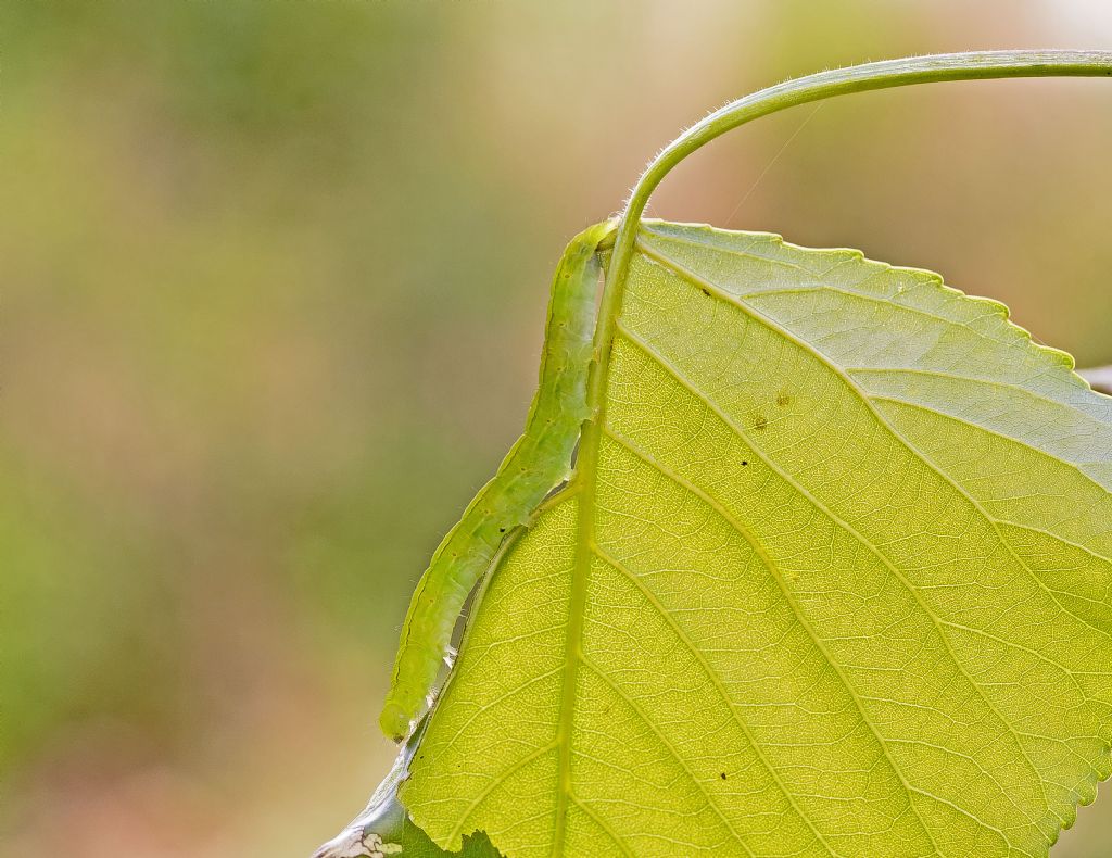 Da determinare - Colobochyla salicalis?