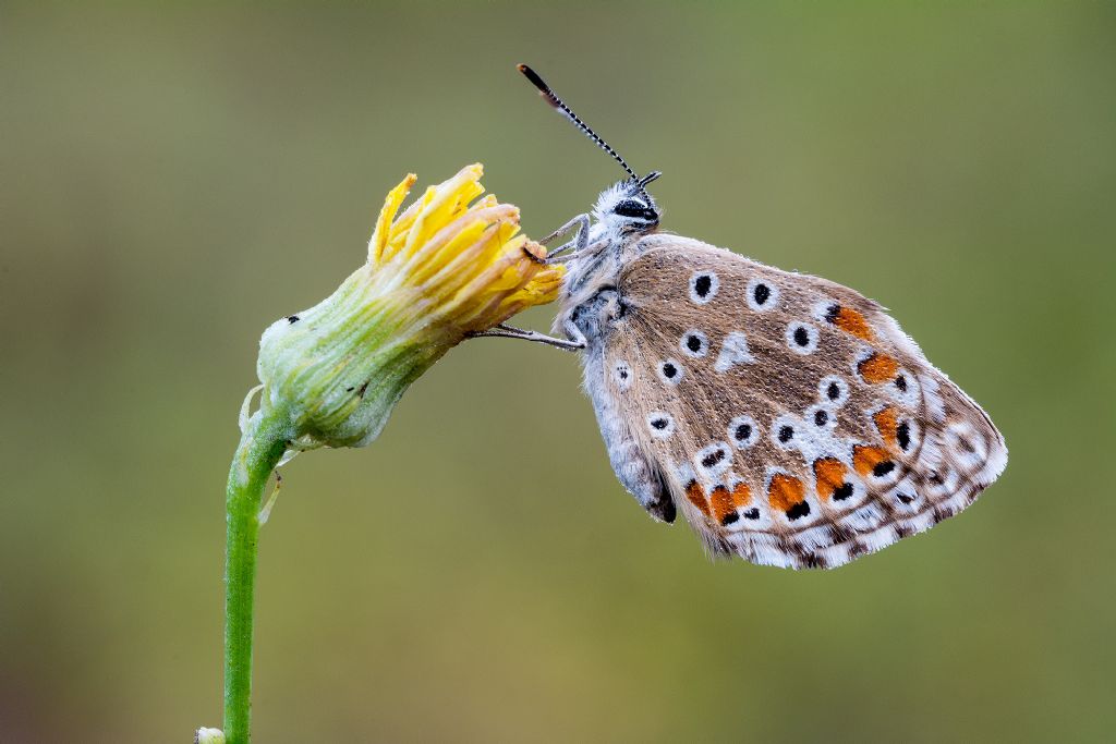 Da determinare - Polyommatus (Lysandra) bellargus