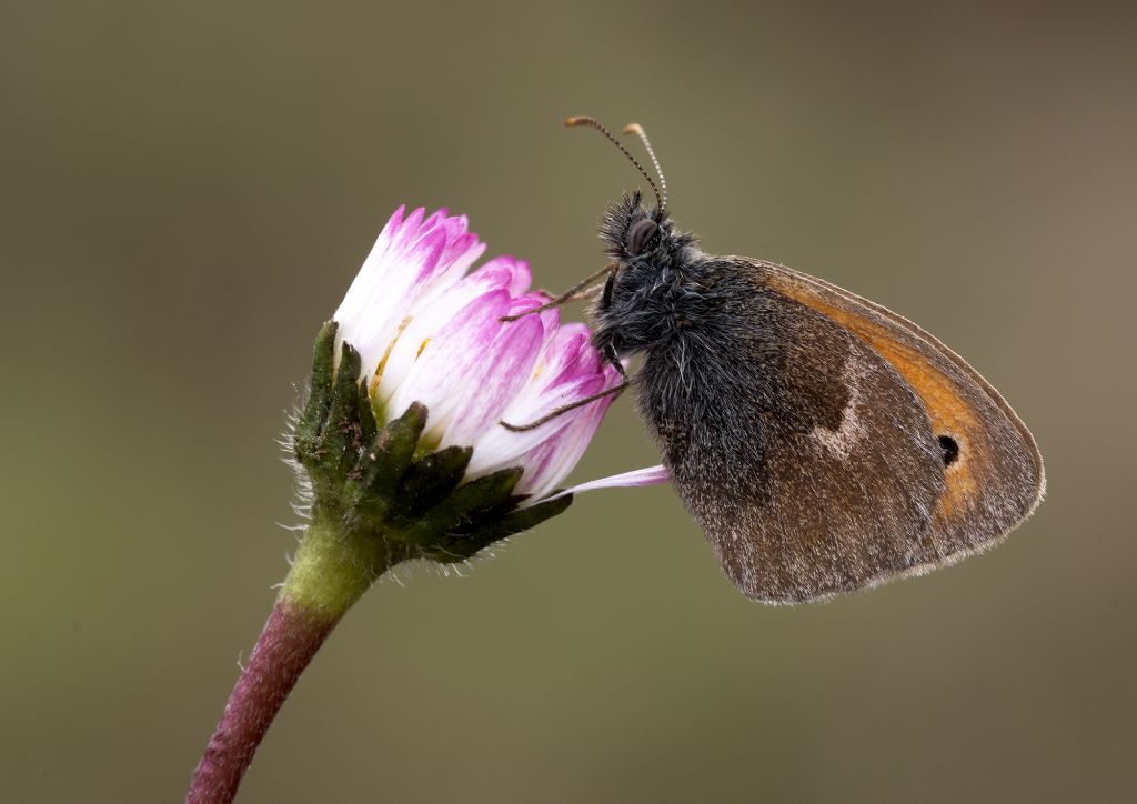 Coenonympha pamphilus