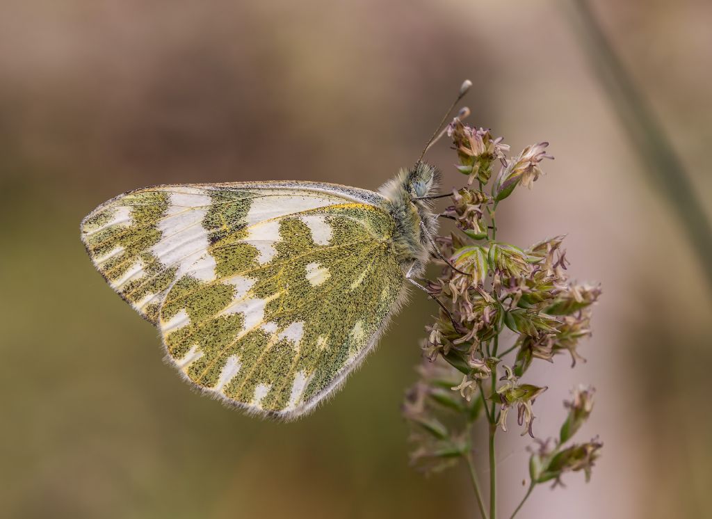 Da determinare - Pontia edusa, Pieridae