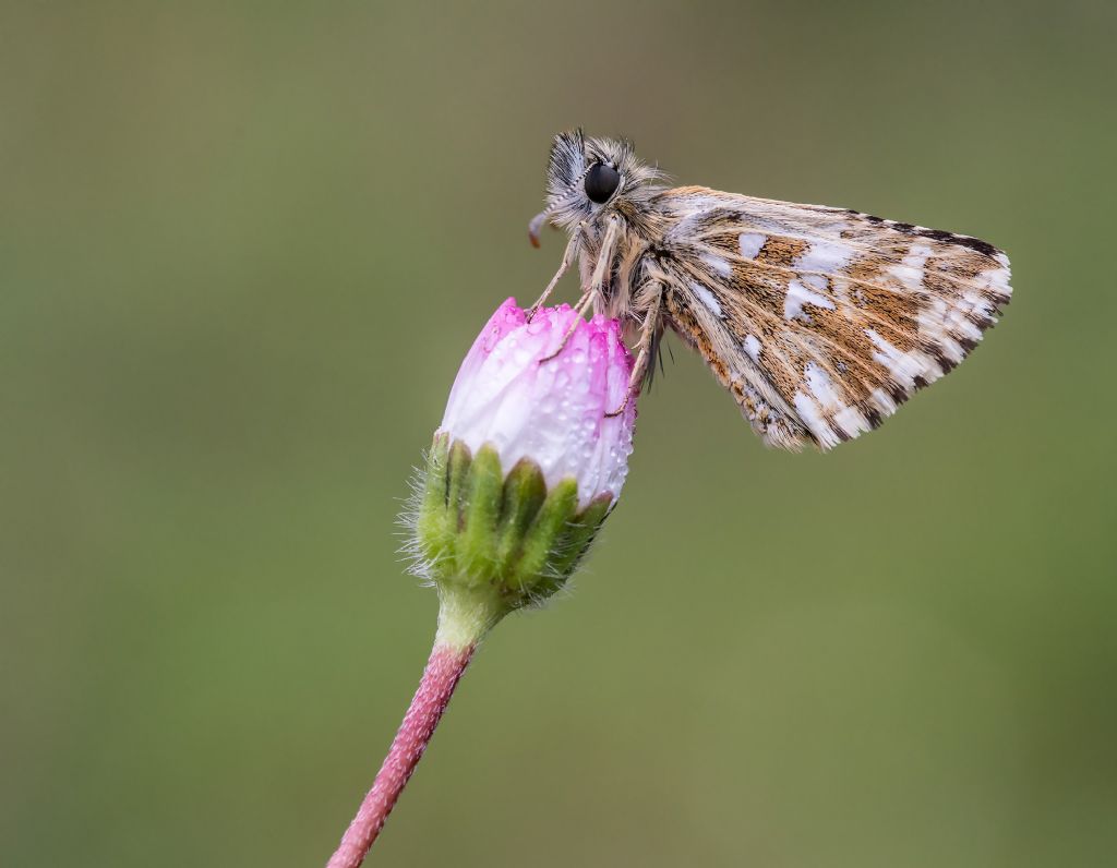 Da determinare - Pyrgus malvoides, Hesperiidae