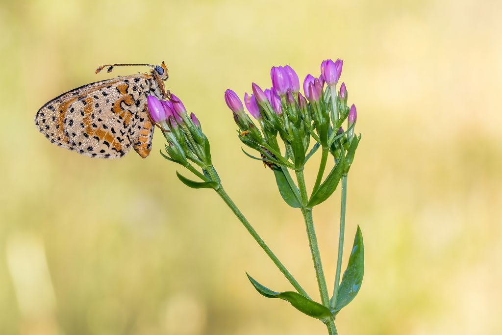 Quale Melitaea? M. didyma