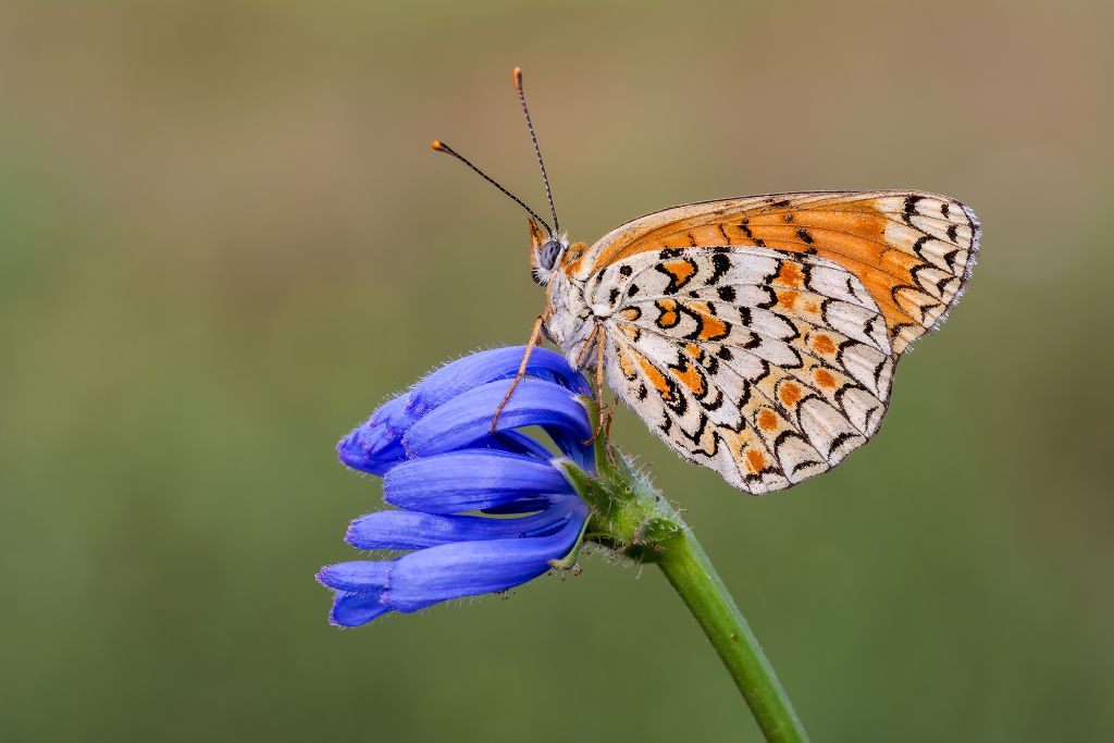 Da determinare: Melitaea phoebe - Nymphalidae
