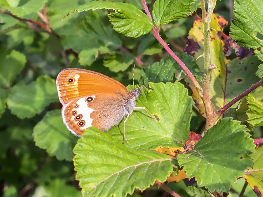 Coenonympha elbana? No, Coenonympha arcania - Nymphalidae