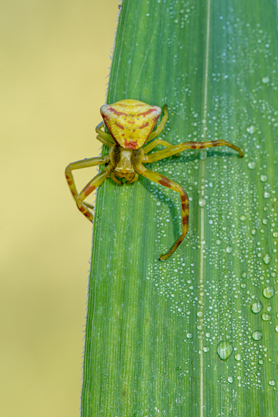 Thomisidae: Thomisus onustus - Massa Marittima(GR)