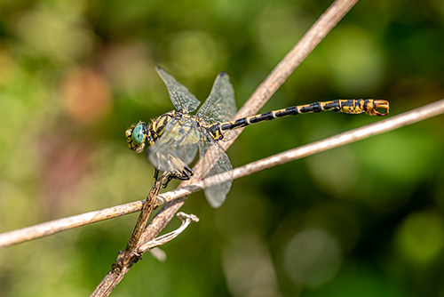 Da identificare: Onychogomphus forcipatus unguiculatus